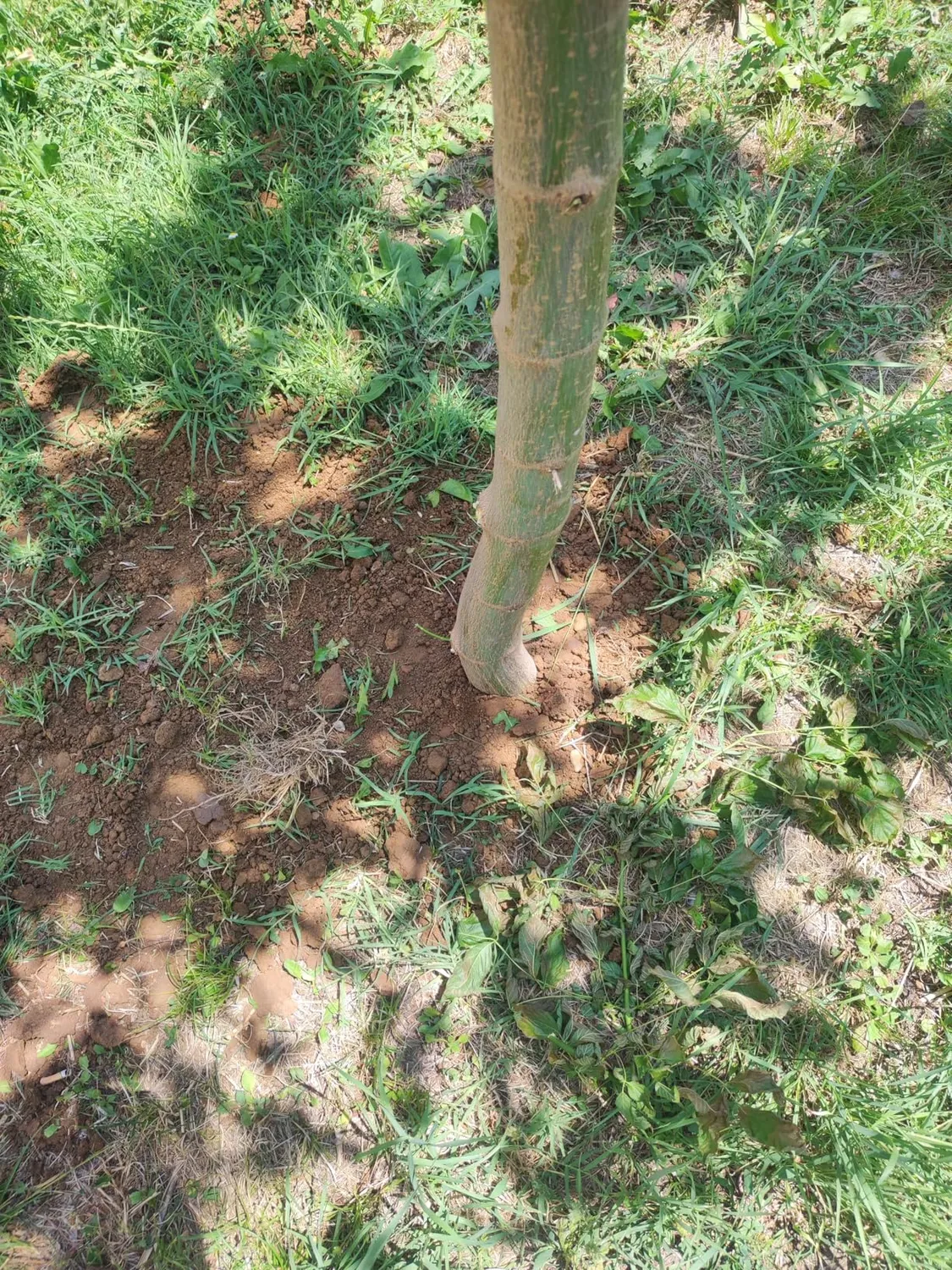 Ribimex Trivella Manuale Terreno Ø 15 cm Antiscivolo