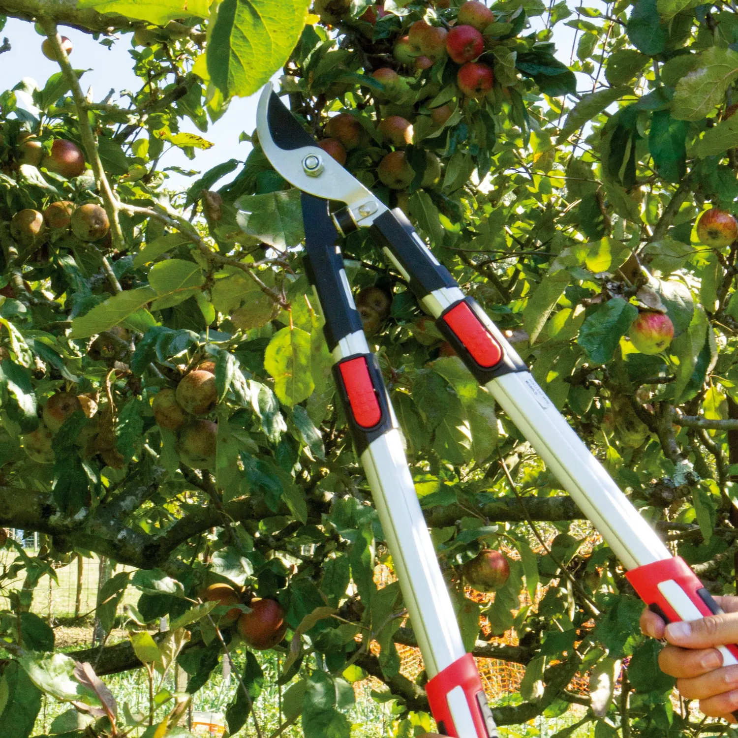 Amig Forbice Potatura Telescopica 62-97 cm 38 mm Bypass