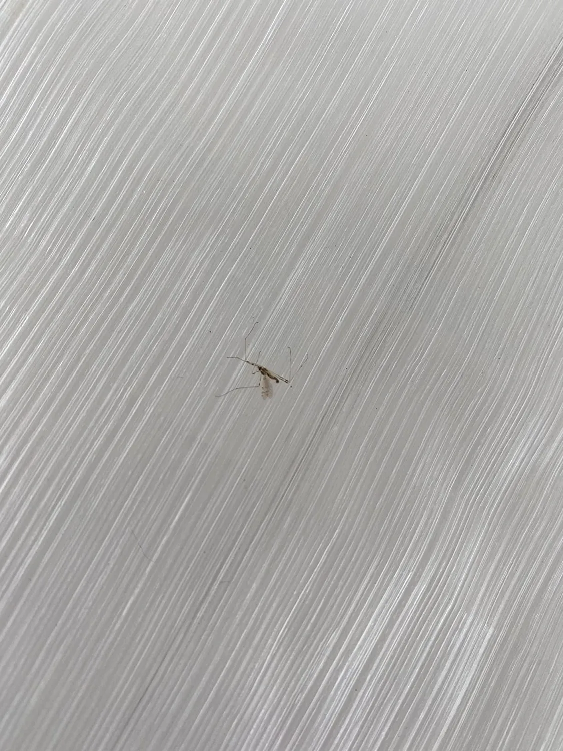 Ribiland-Ribimex copertura tavolo esterno 250x150x80 impermeabile