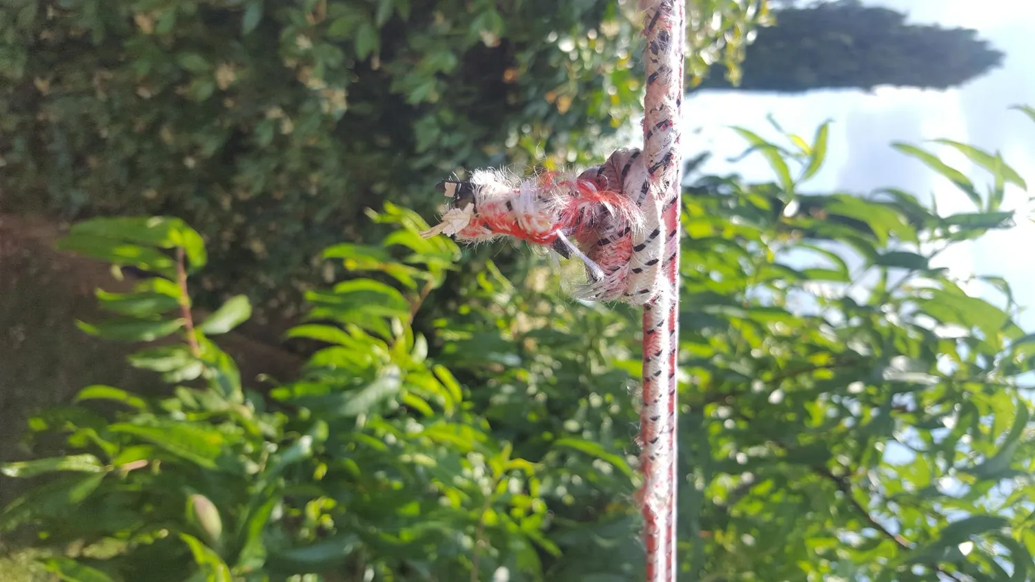 Ribimex cavo elastico 9 mm 20 m per teloni